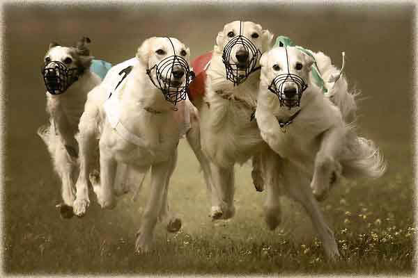 Performance Dog Racing in California